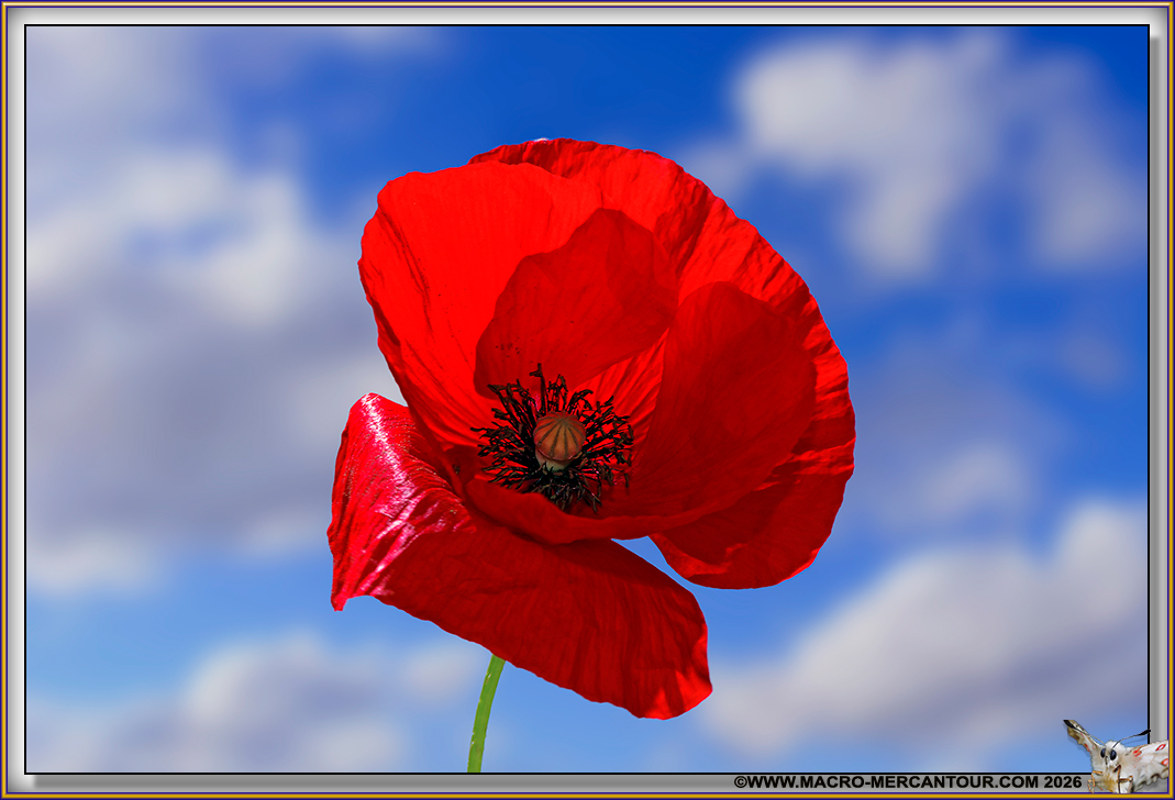 Coquelicots
